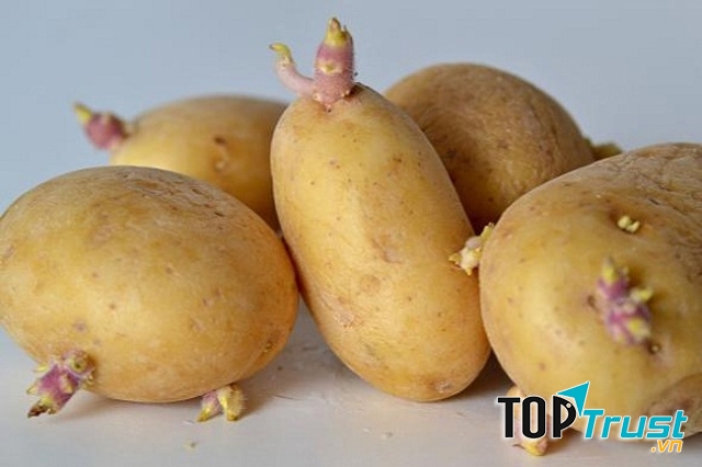 Khoai tây mọc mầm có hại với sức khỏe