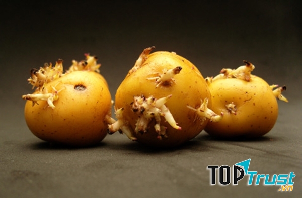 Khoai tây mọc mầm chứa độc tố gây hại cho con người