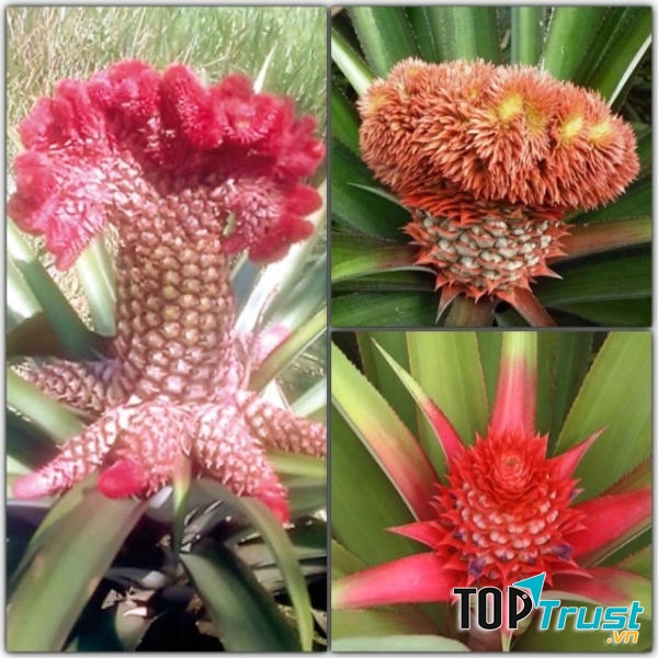 Khóm phụng, khóm son