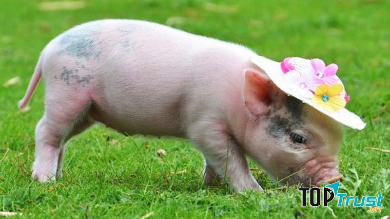 Người Hồi Giáo không bao giờ sử dụng thịt lợn trong bữa ăn.