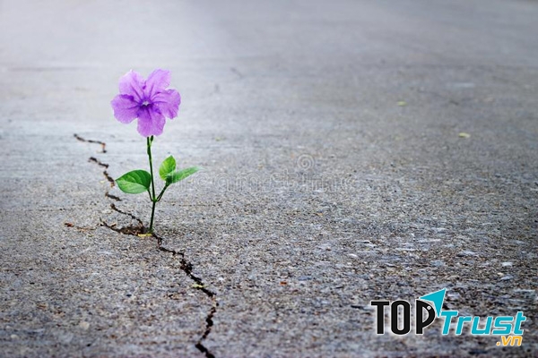 Không bao giờ bỏ cuộc trước nghịch cảnh