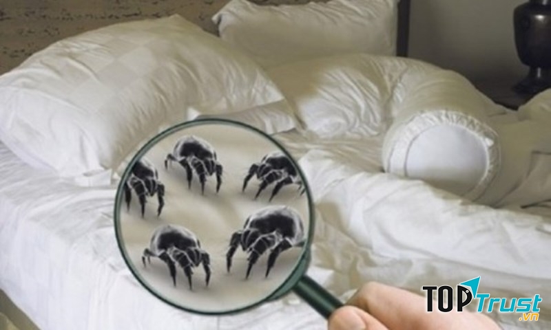 Không vệ sinh chăn gối thường xuyên