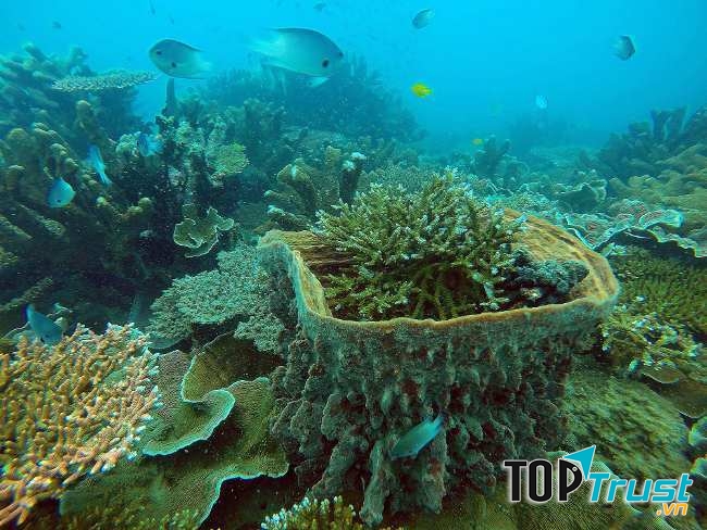 Khu bảo tồn biển Nam Yết