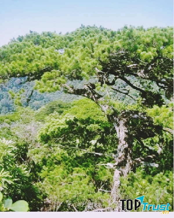 Dẻ tùng sọc hẹp