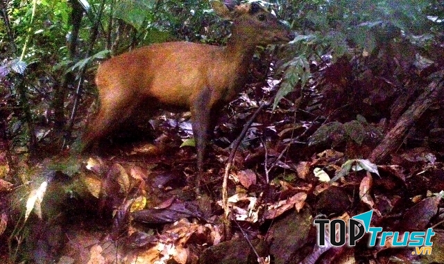 Cá thể mang được tìm thấy tại Pù Hu