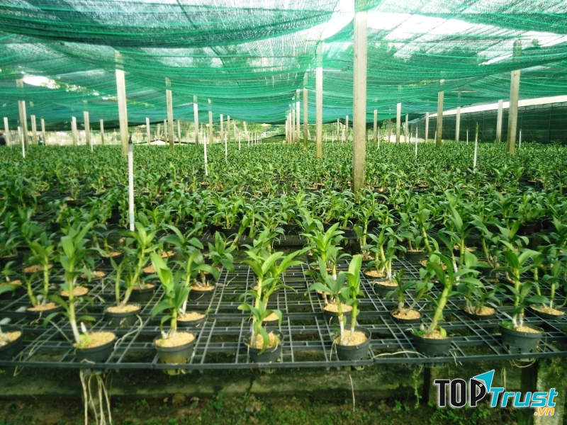 Khu công nghiệp cao sinh học nghiên cứu về các loại giống, thuốc...