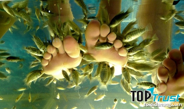 Massage bằng cá_ hình thức vô cùng đặc biệt tại Hòa Phú Thành.