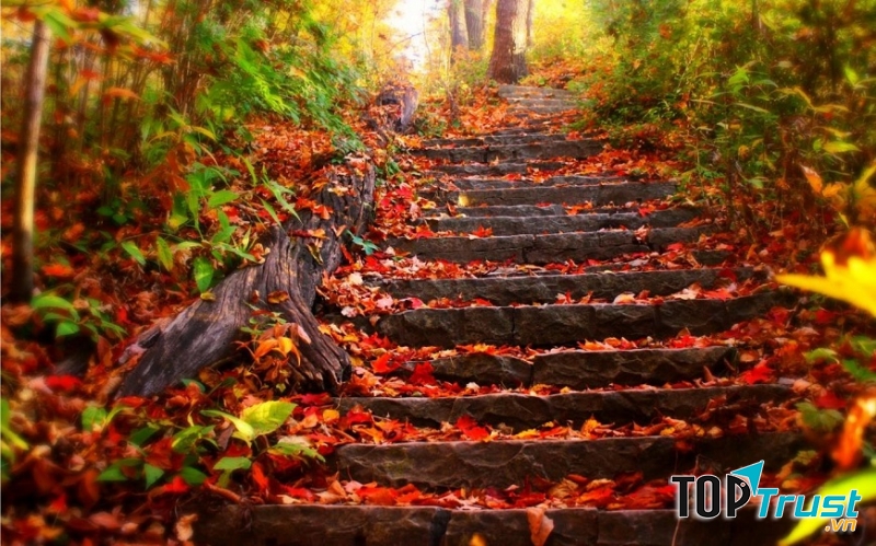 Khu du lịch Rừng lá phong Đà Lạt