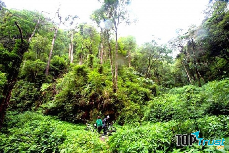Rừng Bằng Tạ