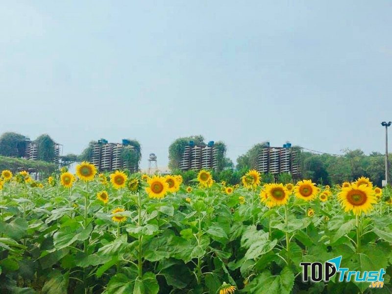 Mùa hoa hướng dương