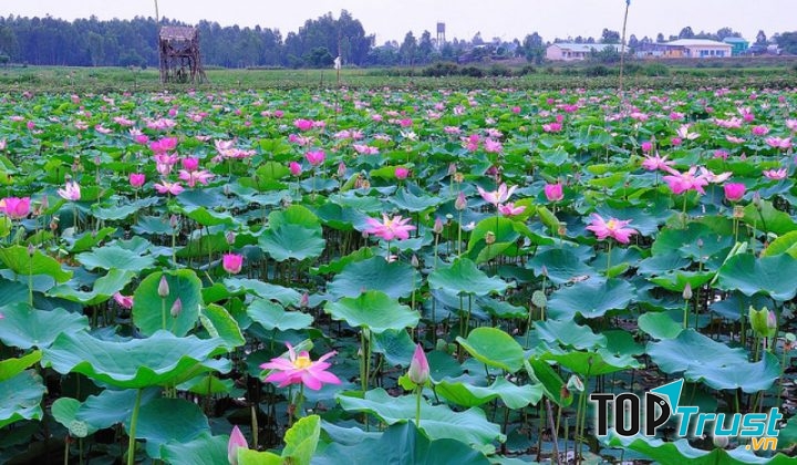 Khu du lịch sinh thái Đồng Tháp Mười