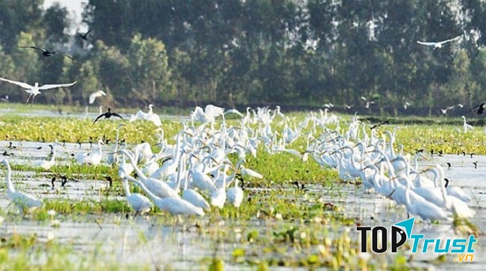 Khu bảo tồn thiên nhiên hoang dã Đồng Tháp Mười