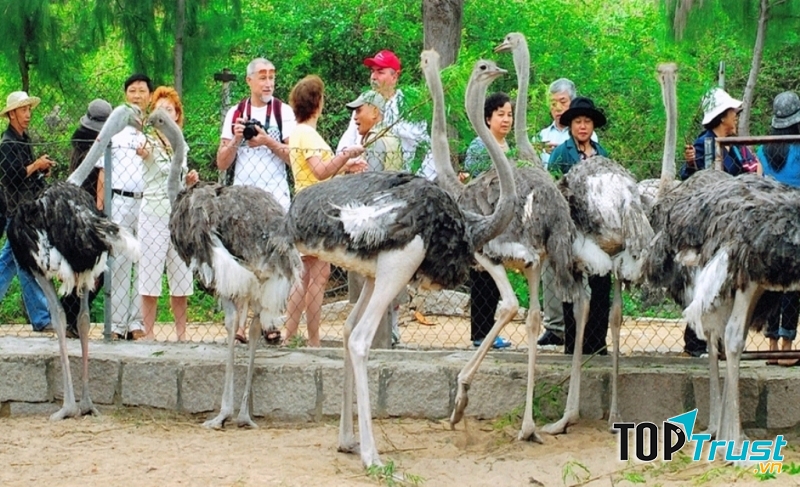 Khu vực nuôi đà điểu