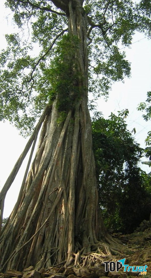 Cây đa cổ thụ trong khu du lịch