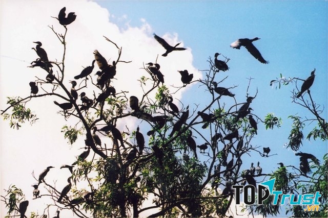Đàn chim tại Vườn quốc gia U Minh Hạ