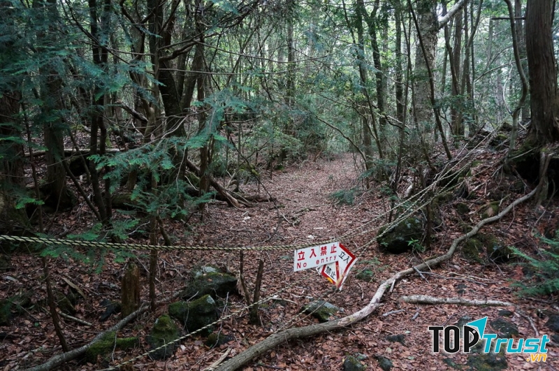 Aokigahara được xem là một địa danh nổi tiếng với sự chết chóc đầy rẫy
