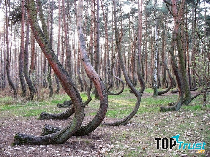 Khu rừng cây cong – Ba Lan