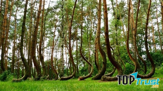 Khu rừng cây cong – Ba Lan