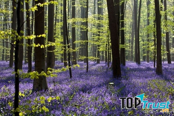 Khu rừng hoa chuông xanh  - Halle , Bỉ