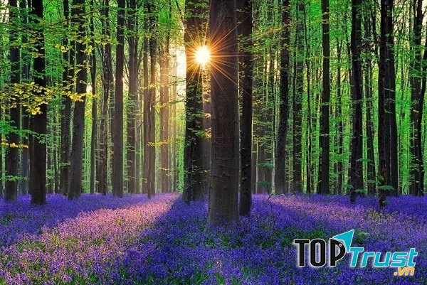 Khu rừng hoa chuông xanh  - Halle , Bỉ