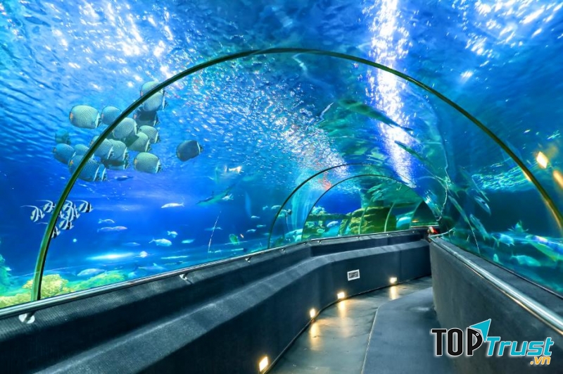 Khu thủy cung Vinpearl Aquarium