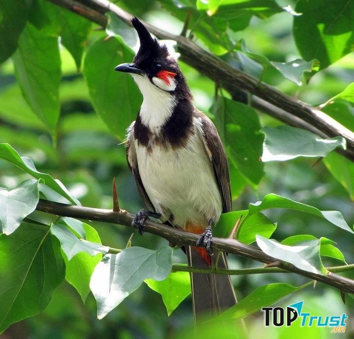 Khu vườn bắt đầu nhộn nhịp bởi tiếng chim líu lo khởi đầu ngày mới.
