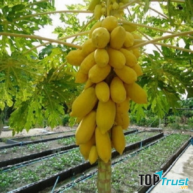 Quả đu đủ dài màu vàng nghệ treo lủng lẳng trên cành.