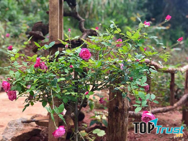 Khu Vườn Hoa Hồng Cổ Sapa