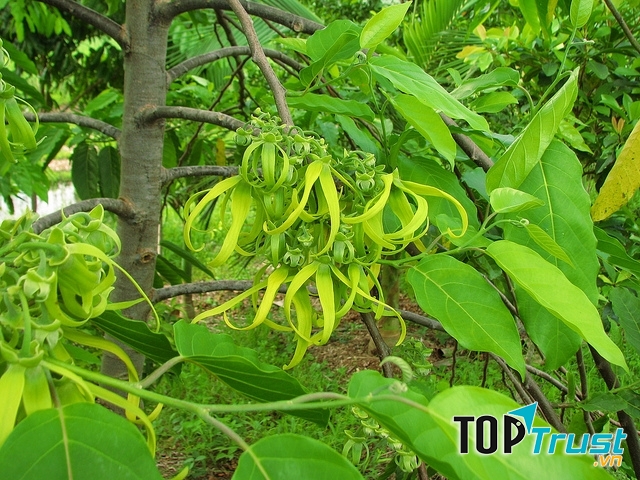Lúc đầu, cả khu vườn chỉ có một cây hoa hoàng lan.