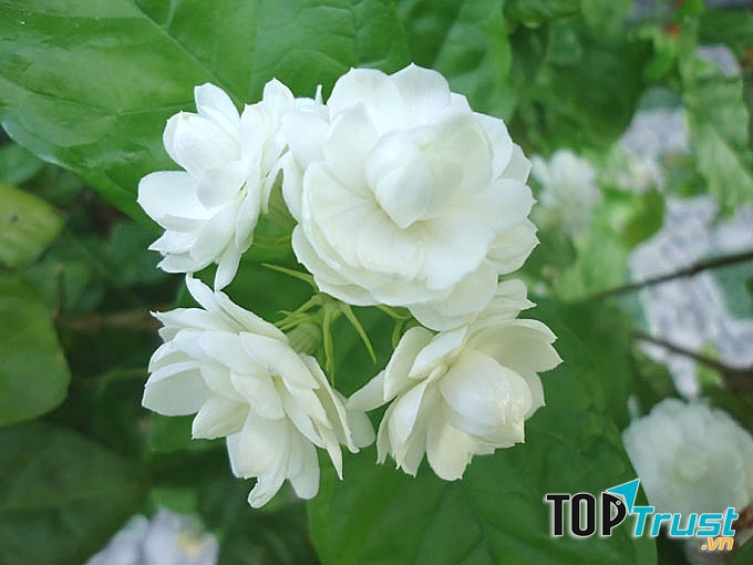 Hoa nhài trắng muốt, tinh khiết nhưng lại có mùi thơm hăng hắc, nồng nàn.