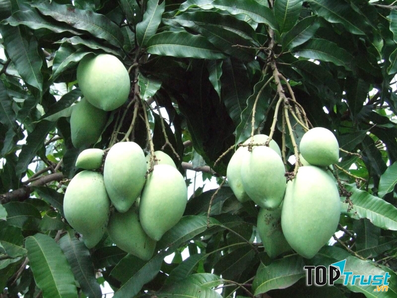 Giản dị hơn cả là cây xoài ở góc vườn.