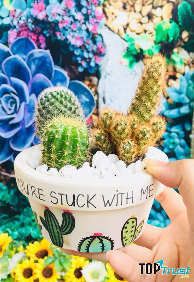 Khu vườn Sen Đá - Sen Concept