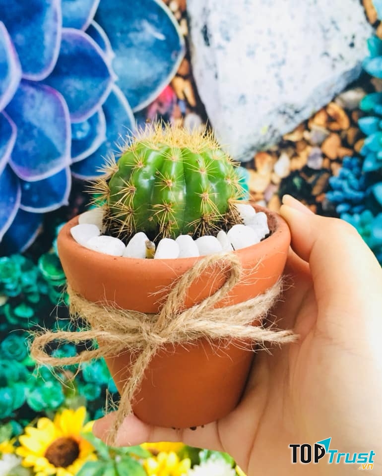 Khu vườn Sen Đá - Sen Concept