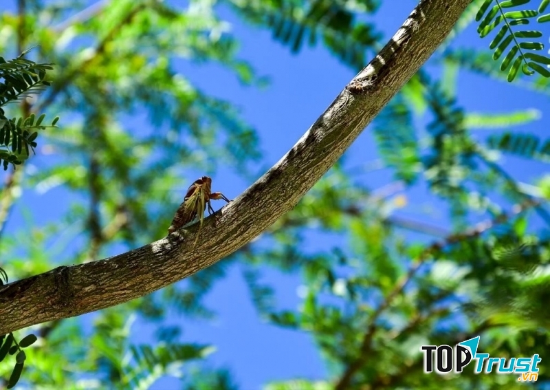 Ảnh minh họa (nguồn internet)