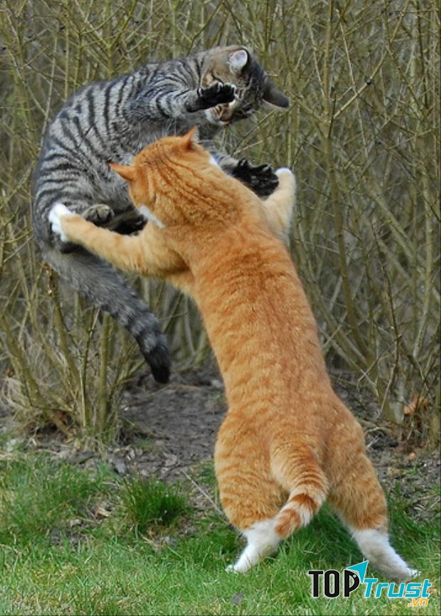 Đánh nhau vì lãnh thổ hoặc giành bạn tình