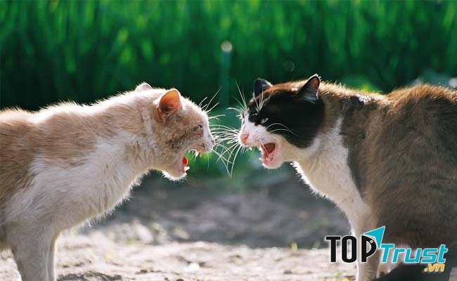 Hành vi xấu dễ gây thương tích