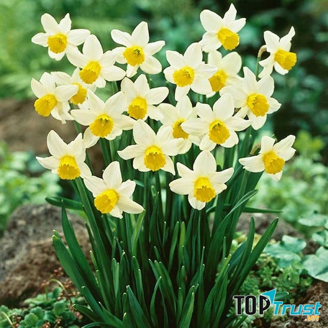 Hoa thủy tiên, liệu pháp cho phòng bếp hướng Tây