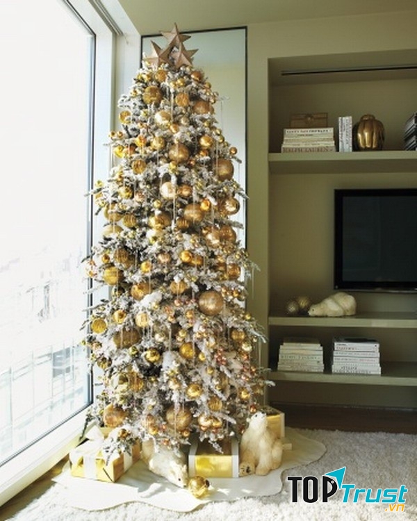 Cây thông vàng - một biểu tượng phú quý