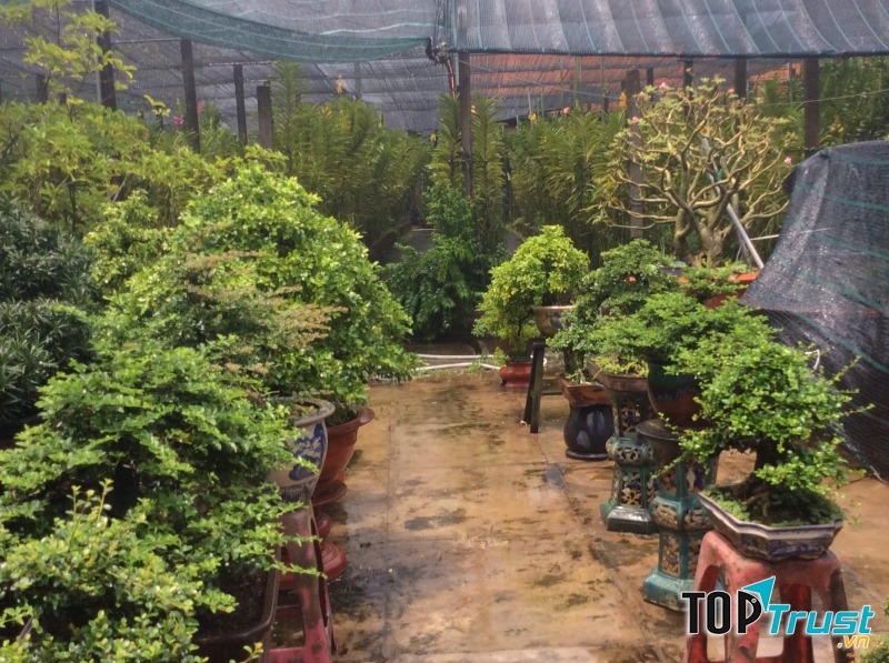 Kinh doanh cây cảnh