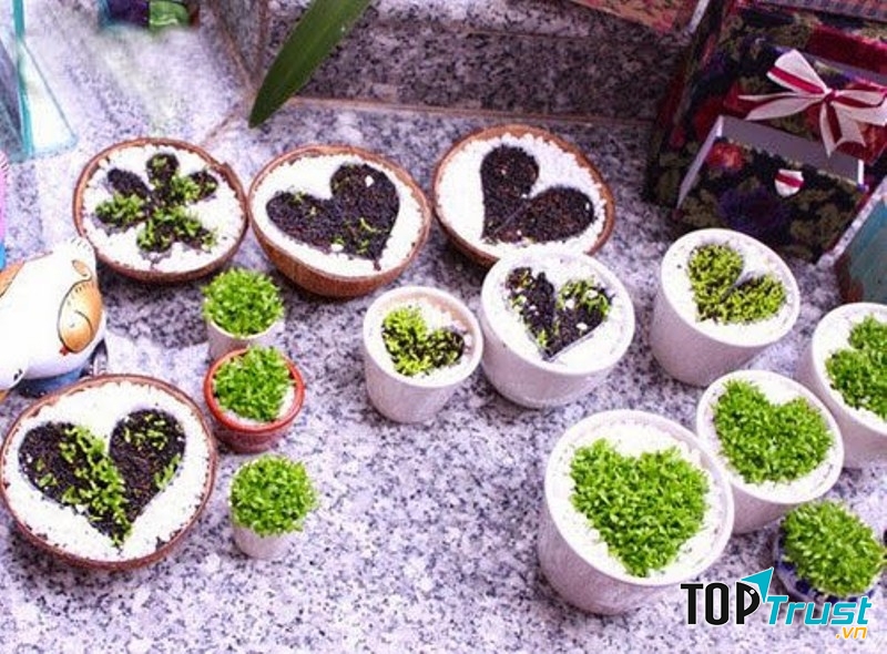 Cây cảnh mini sẽ rất được ưa chuộng trong dịp lễ này