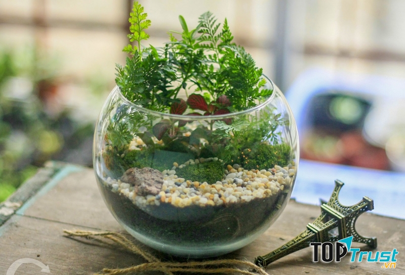 Kinh doanh cây cảnh mini