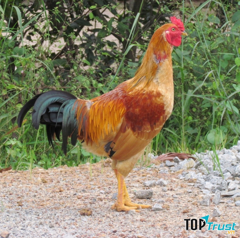 Kinh doanh gà, ngan quê