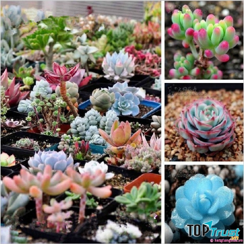 Nhà nhà, người người mua bán hạt giống online và đã không ít người thu lại lợi nhuận không thể tưởng tượng.