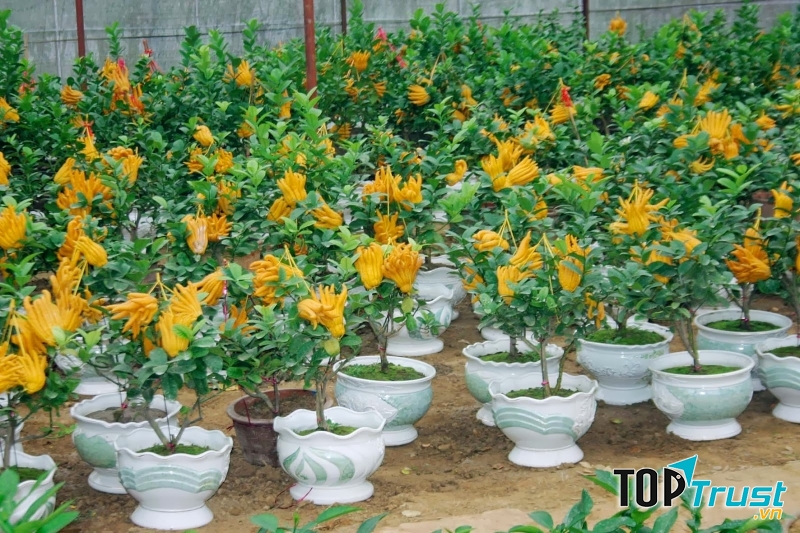 Kinh doanh hoa, cây cảnh chơi Tết