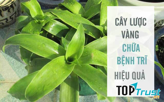 Kinh nghiệm chữa bệnh trĩ bằng cây lược vàng