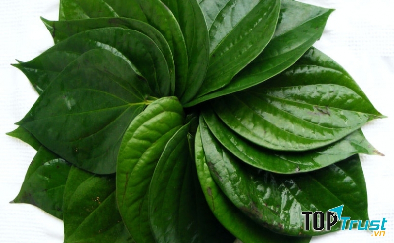 Kinh nghiệm chữa bệnh trĩ bằng lá trầu không