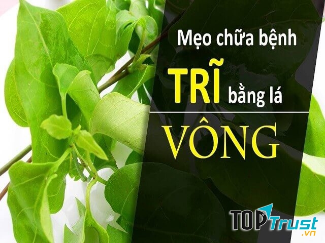 Kinh nghiệm chữa bệnh từ lá vông