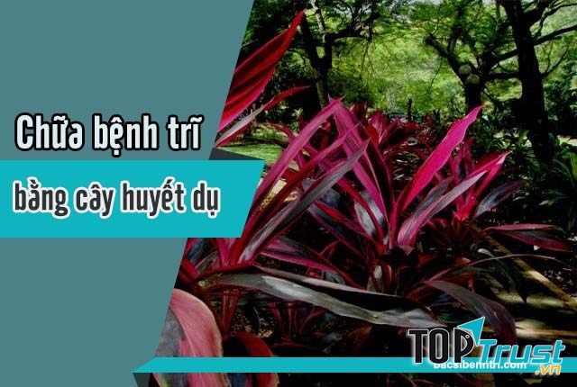 Kinh nghiệm chữa trĩ bằng cây huyết dụ