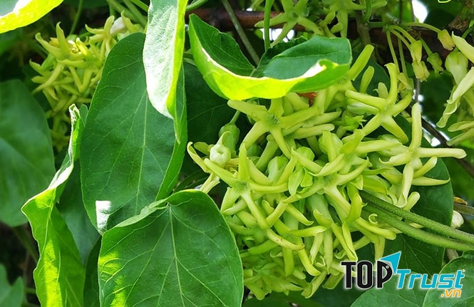 Kinh nghiệm chữa trĩ bằng cây thiên lý