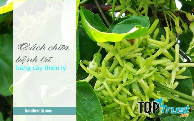 Kinh nghiệm chữa trĩ bằng cây thiên lý